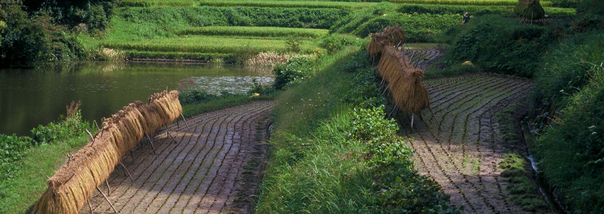 神龍錦 - 大吟醸 米のささやき | 株式会社本田商店