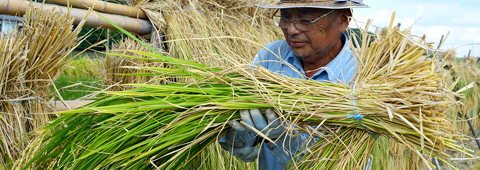 神龍錦 - 大吟醸 米のささやき | 株式会社本田商店