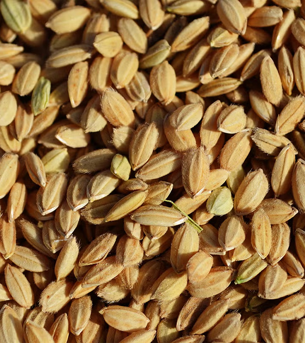 神龍錦 - 大吟醸 米のささやき | 株式会社本田商店