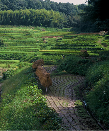 神龍錦 - 大吟醸 米のささやき | 株式会社本田商店