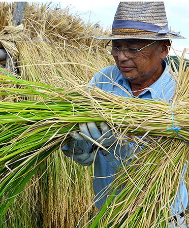神龍錦 - 大吟醸 米のささやき | 株式会社本田商店